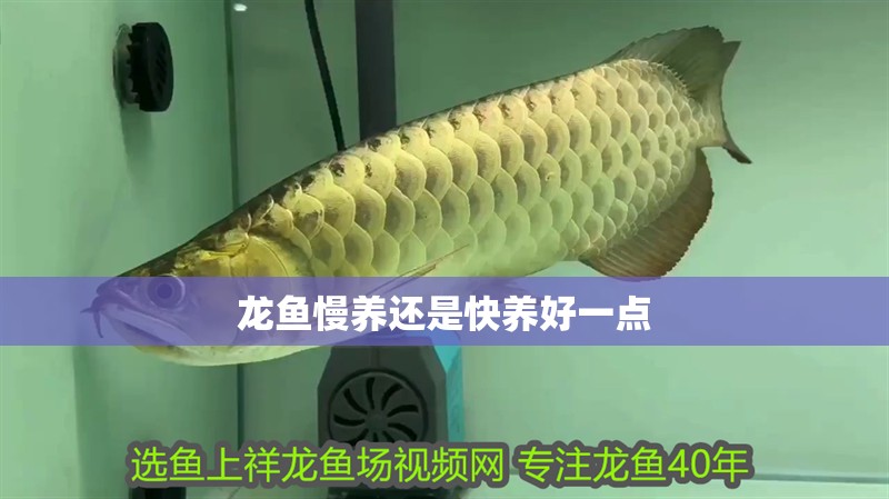 龍魚慢養還是快養好一點