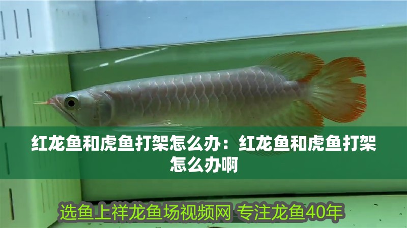 紅龍魚和虎魚打架怎么辦：紅龍魚和虎魚打架怎么辦啊