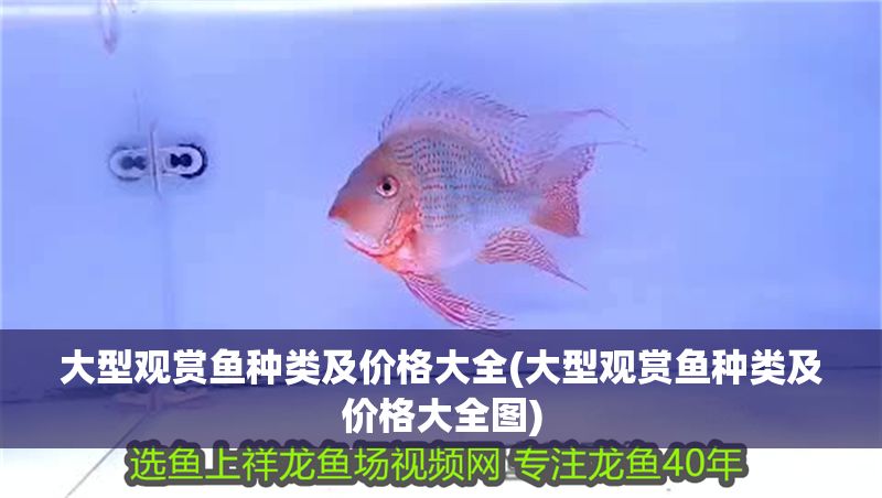 大型觀賞魚種類及價格大全(大型觀賞魚種類及價格大全圖)