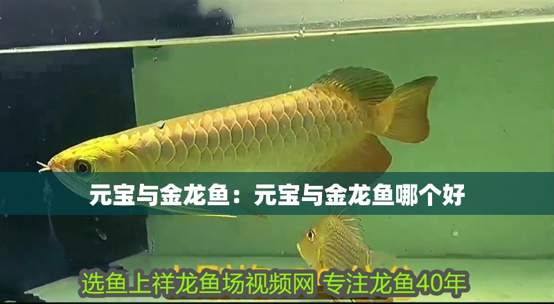 元寶與金龍魚：元寶與金龍魚哪個好
