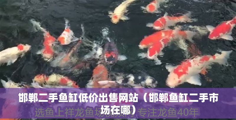 邯鄲二手魚缸低價出售網站(邯鄲魚缸二手市場在哪) 龍魚百科 第1張 邯鄲二手魚缸低價出售網站(邯鄲魚缸二手市場在哪) 邯鄲二手魚缸低價出售網站(邯鄲魚缸二手市場在哪) 龍魚百科 第1張
