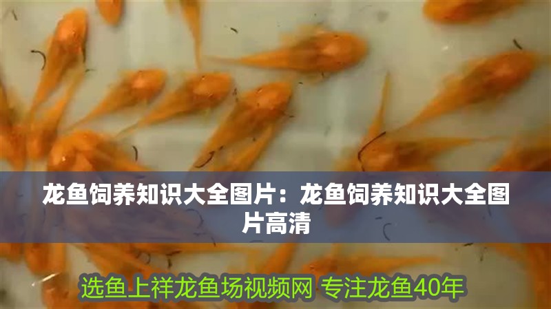 龍魚飼養(yǎng)知識大全圖片：龍魚飼養(yǎng)知識大全圖片高清