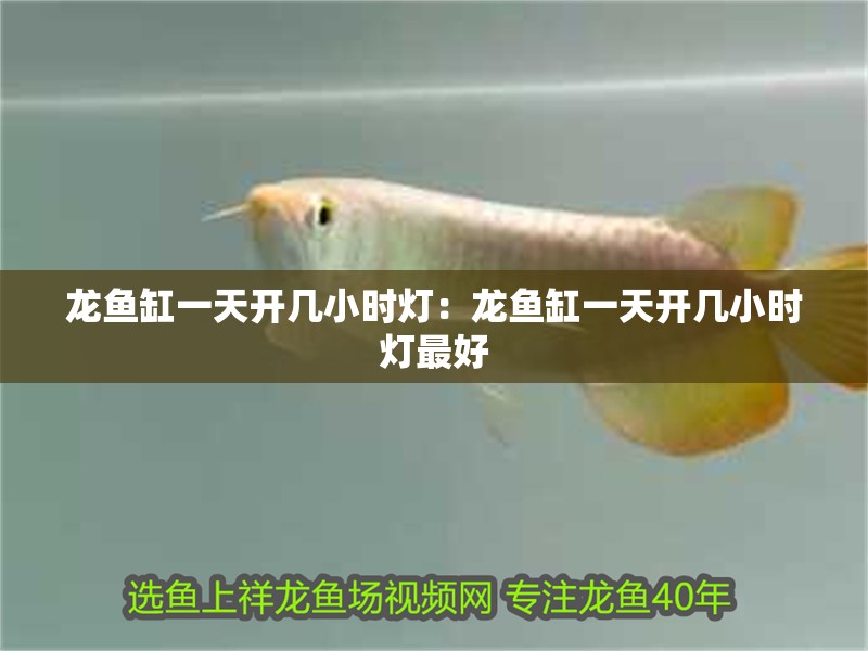 龍魚缸一天開幾小時燈：龍魚缸一天開幾小時燈最好