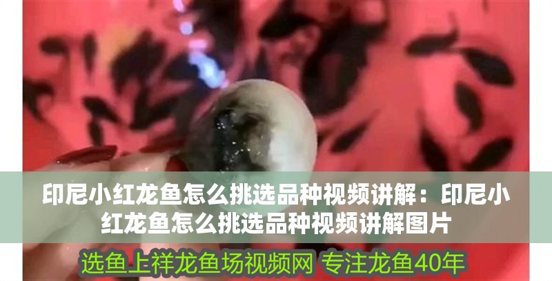 印尼小紅龍魚怎么挑選品種視頻講解：印尼小紅龍魚怎么挑選品種視頻講解圖片
