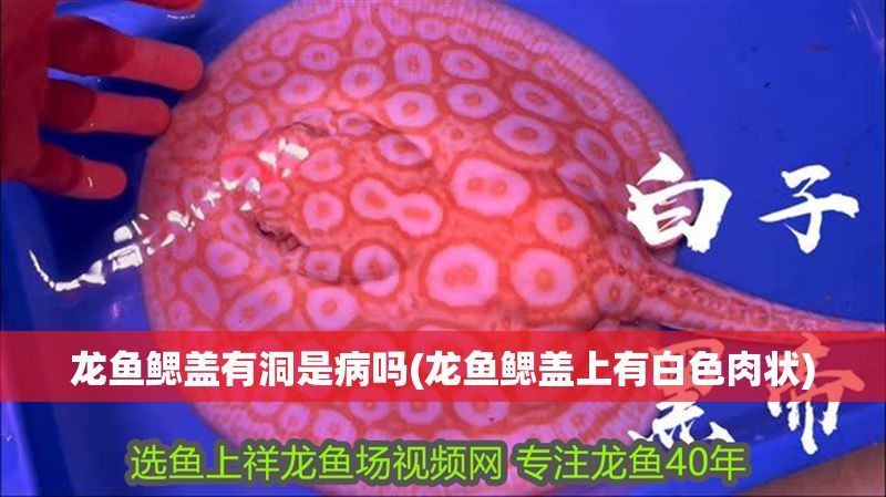 龍魚鰓蓋有洞是病嗎(龍魚鰓蓋上有白色肉狀)