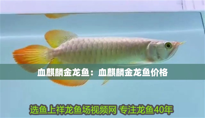 血<strong><mark>麒麟</mark></strong>金龍魚：血<strong><mark>麒麟</mark></strong>金龍魚價格