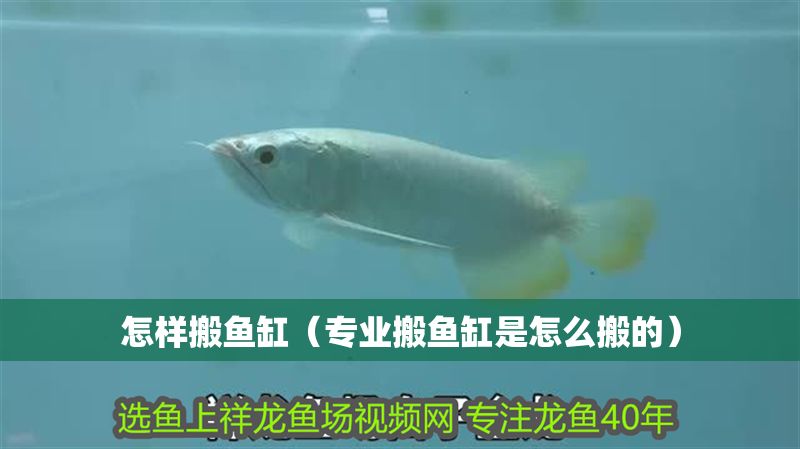 怎樣搬魚缸（專業(yè)搬魚缸是怎么搬的）