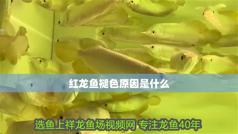 紅龍魚褪色原因是什么