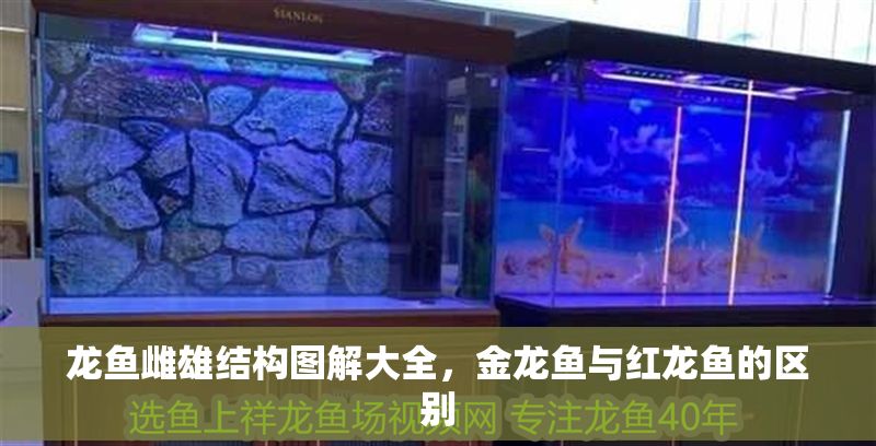 龍魚雌雄結(jié)構(gòu)圖解大全，金龍魚與紅龍魚的區(qū)別