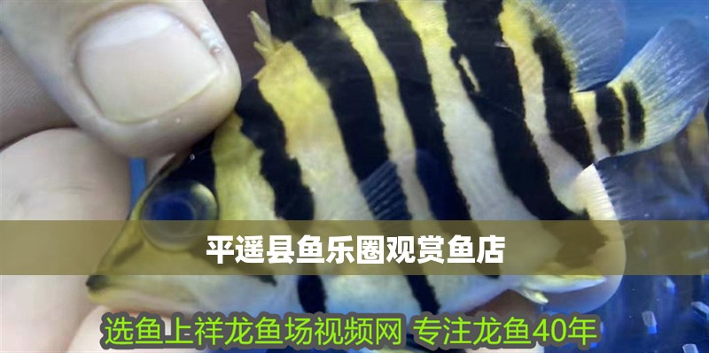 平遙縣魚樂圈觀賞魚店