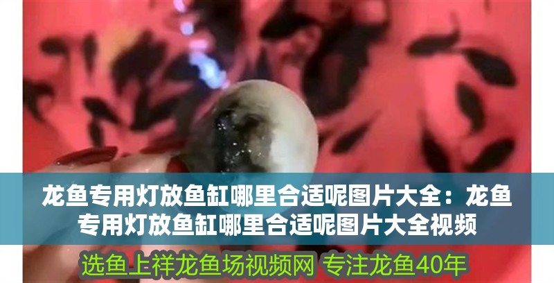 龍魚專用燈放魚缸哪里合適呢圖片大全：龍魚專用燈放魚缸哪里合適呢圖片大全視頻