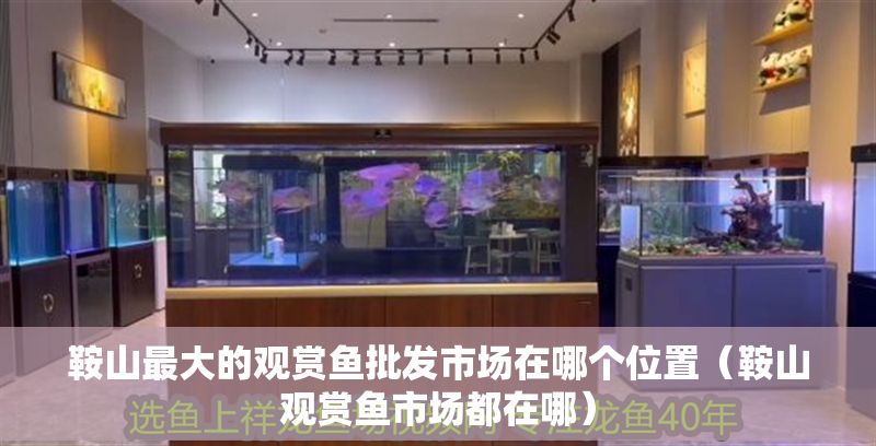 鞍山最大的觀賞魚批發市場在哪個位置（鞍山觀賞魚市場都在哪）