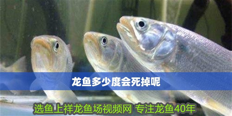 龍魚多少度會死掉呢