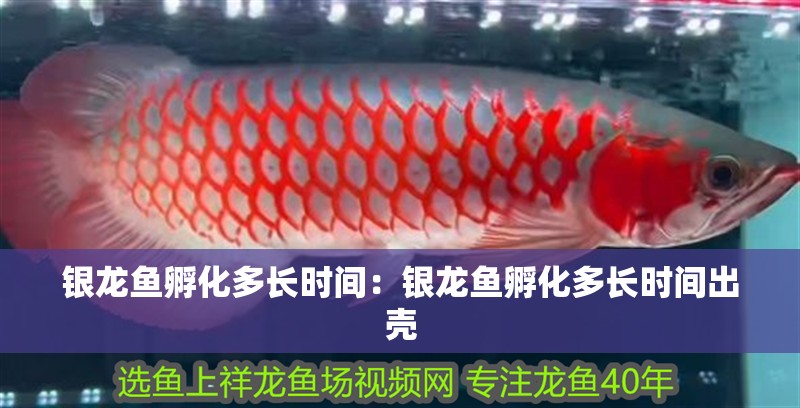 銀龍魚孵化多長時間：銀龍魚孵化多長時間出殼