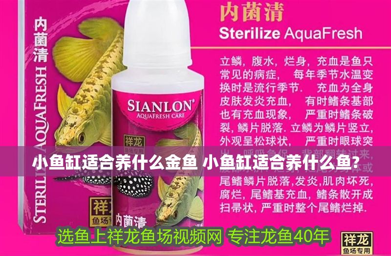 小魚缸適合養什么金魚 小魚缸適合養什么魚? 小魚缸適合養什么金魚 小魚缸適合養什么魚? 龍魚百科 第1張