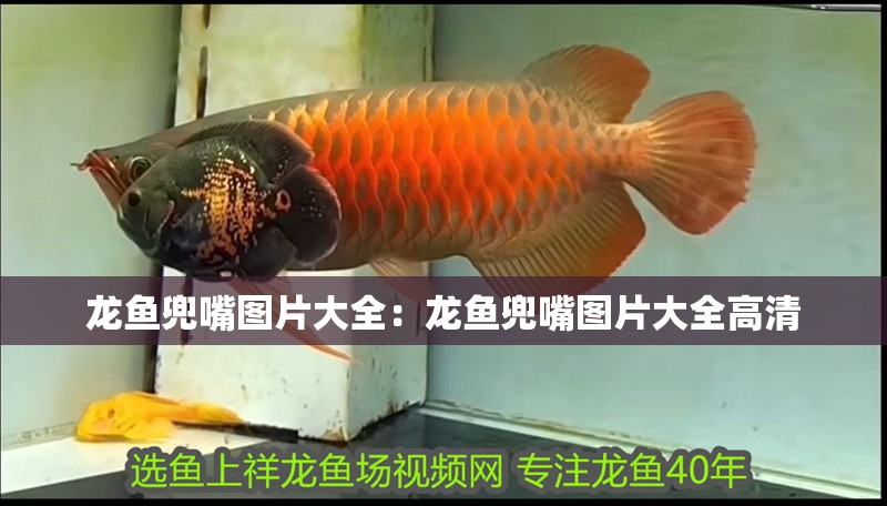 龍魚兜嘴圖片大全：龍魚兜嘴圖片大全高清 龍魚兜嘴圖片大全：龍魚兜嘴圖片大全高清 水族問(wèn)答