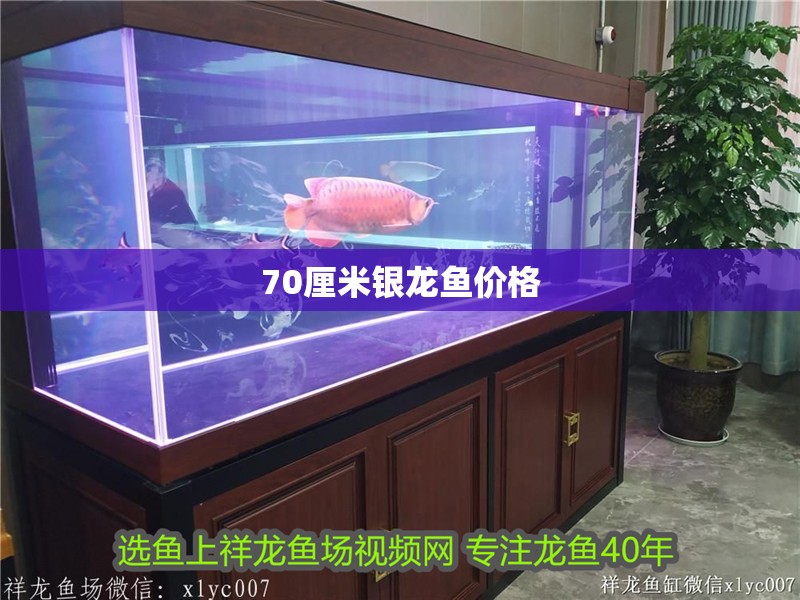70厘米銀龍魚價格