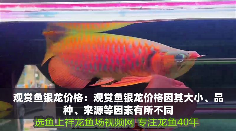 觀賞魚銀龍價格：觀賞魚銀龍價格因其大小、品種、來源等因素有所不同 觀賞魚銀龍價格：觀賞魚銀龍價格因其大小、品種、來源等因素有所不同 龍魚百科 第1張