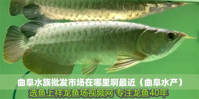 曲阜水族批發市場在哪里啊最近（曲阜水產）