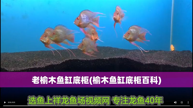 老榆木魚缸底柜(榆木魚缸底柜百科)