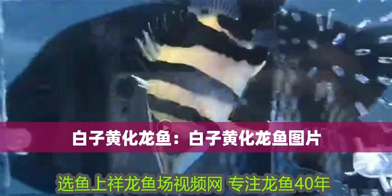 白子黃化龍魚：白子黃化龍魚圖片