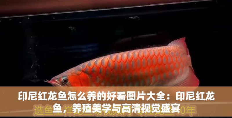 印尼紅龍魚怎么養的好看圖片大全：印尼紅龍魚，養殖美學與高清視覺盛宴