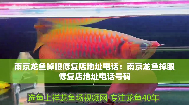 南京龍魚掉眼修復店地址電話：南京龍魚掉眼修復店地址電話號碼