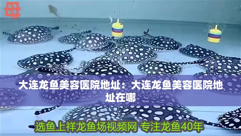 大連龍魚美容醫院地址：大連龍魚美容醫院地址在哪