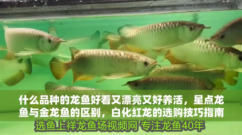什么品種的龍魚好看又漂亮又好養活，星點龍魚與金龍魚的區別，白化紅龍的選購技巧指南