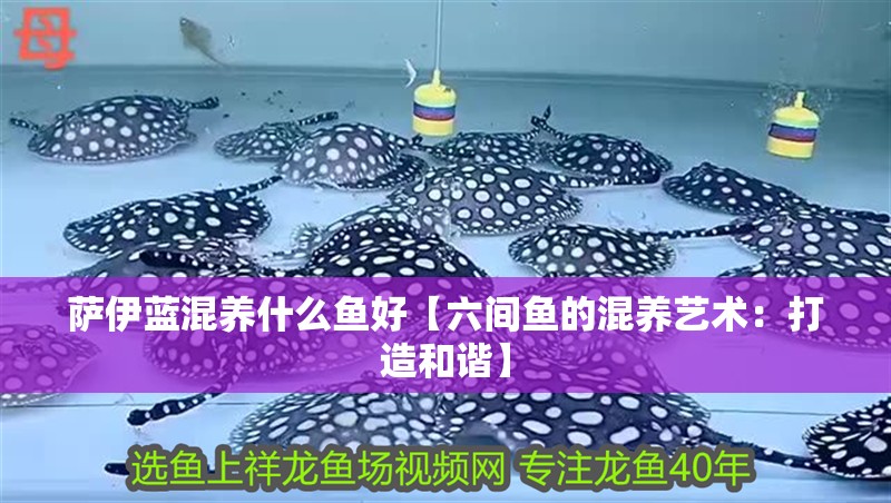 薩伊藍混養什么魚好【六間魚的混養藝術：打造和諧】 薩伊藍混養什么魚好【六間魚的混養藝術：打造和諧】 龍魚論壇