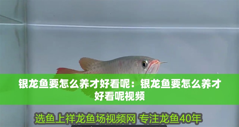 銀龍魚要怎么養(yǎng)才好看呢：銀龍魚要怎么養(yǎng)才好看呢視頻 銀龍魚要怎么養(yǎng)才好看呢：銀龍魚要怎么養(yǎng)才好看呢視頻 水族問答