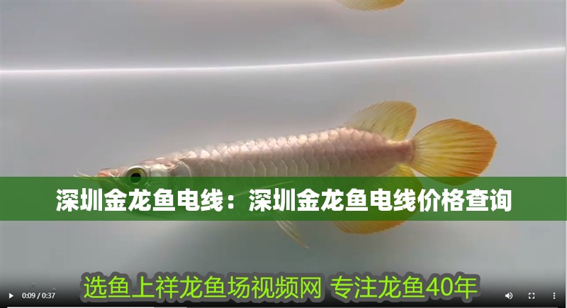 深圳金龍魚電線：深圳金龍魚電線價格查詢
