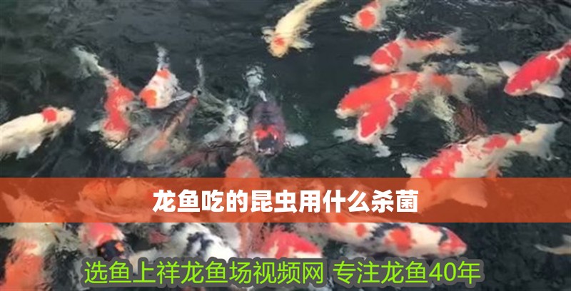 龍魚吃的昆蟲用什么殺菌 龍魚吃的昆蟲用什么殺菌 龍魚百科 第2張