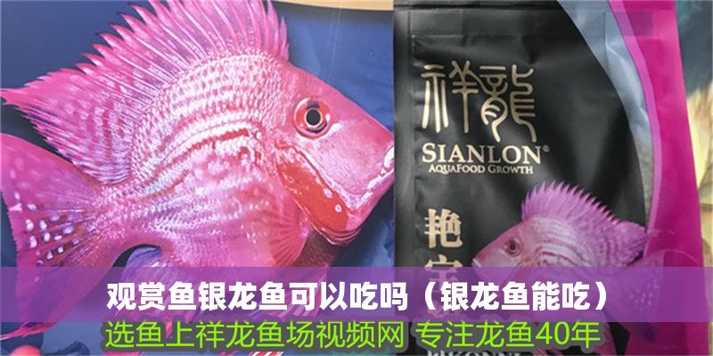 觀賞魚銀龍魚可以吃嗎（銀龍魚能吃）