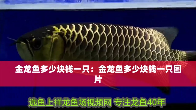 金龍魚多少塊錢一只：金龍魚多少塊錢一只圖片