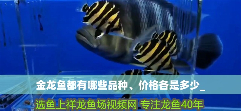 金龍魚都有哪些品種、價(jià)格各是多少_ 金龍魚都有哪些品種、價(jià)格各是多少_ 龍魚百科 第2張