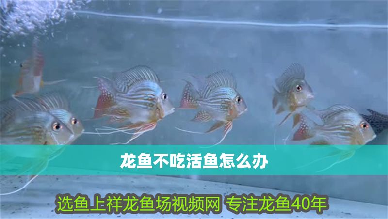 龍魚不吃活魚怎么辦