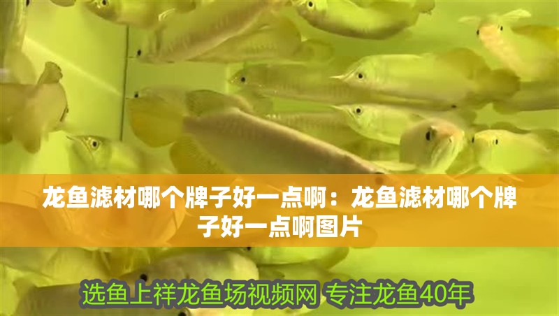 龍魚濾材哪個牌子好一點啊：龍魚濾材哪個牌子好一點啊圖片 龍魚濾材哪個牌子好一點啊：龍魚濾材哪個牌子好一點啊圖片 水族問答