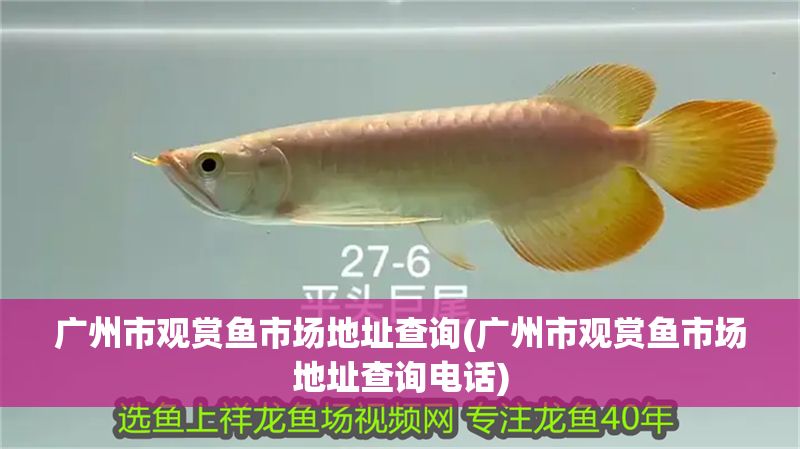 廣州市觀賞魚市場地址查詢(廣州市觀賞魚市場地址查詢電話) 廣州市觀賞魚市場地址查詢(廣州市觀賞魚市場地址查詢電話) 龍魚百科 第1張