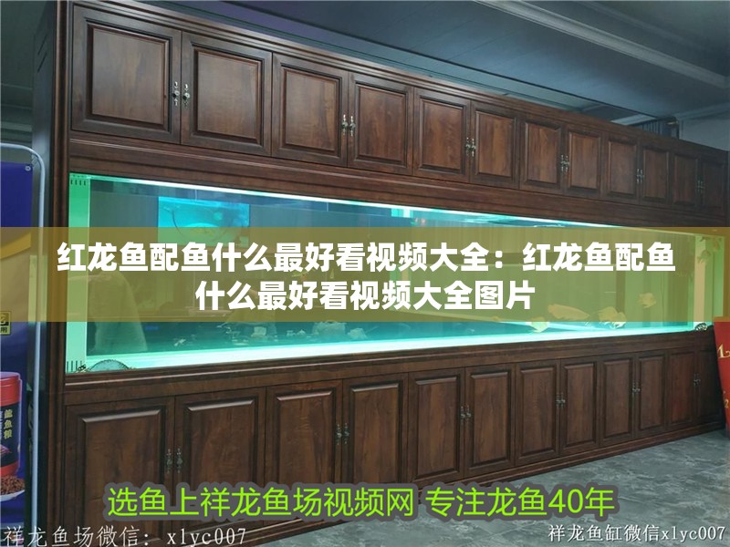 紅龍魚配魚什么最好看視頻大全：紅龍魚配魚什么最好看視頻大全圖片