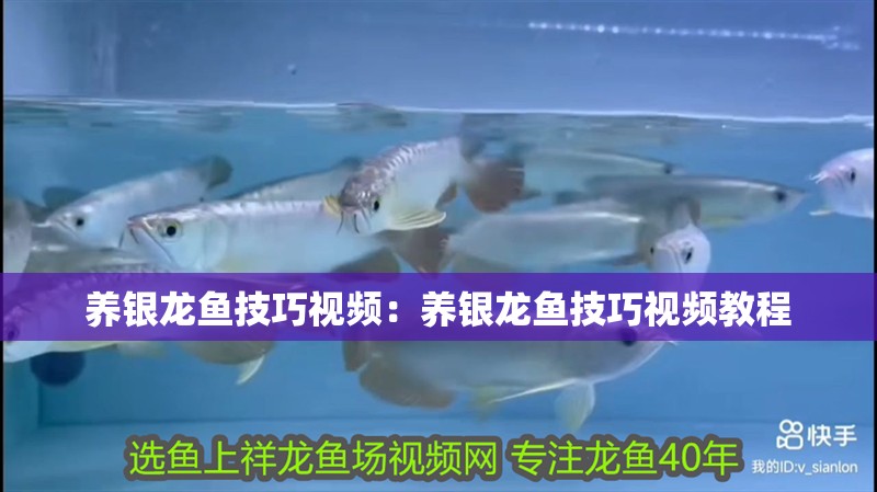 養銀龍魚技巧視頻:養銀龍魚技巧視頻教程 水族問答 養銀龍魚技巧視頻:養銀龍魚技巧視頻教程 養銀龍魚技巧視頻:養銀龍魚技巧視頻教程 水族問答