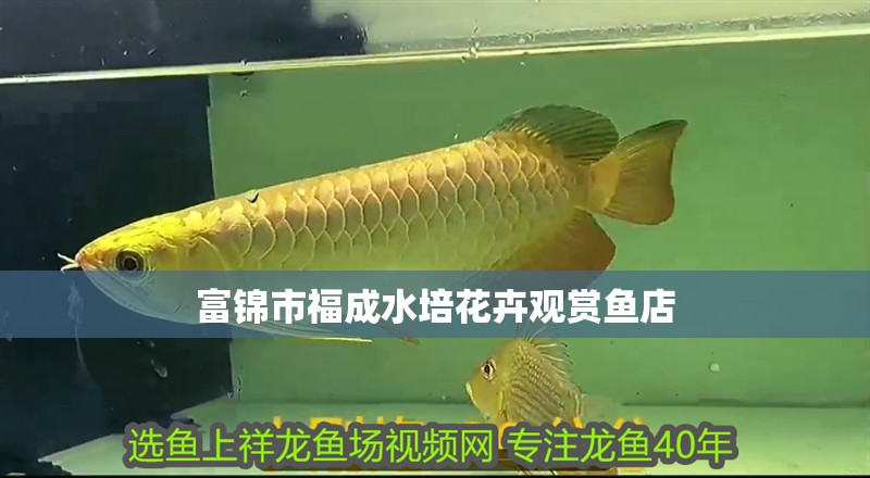 富錦市福成水培花卉觀賞魚店 全國水族館企業名錄 第2張 富錦市福成水培花卉觀賞魚店 富錦市福成水培花卉觀賞魚店 全國水族館企業名錄 第2張