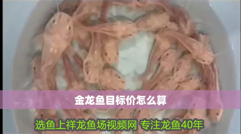 金龍魚目標價怎么算
