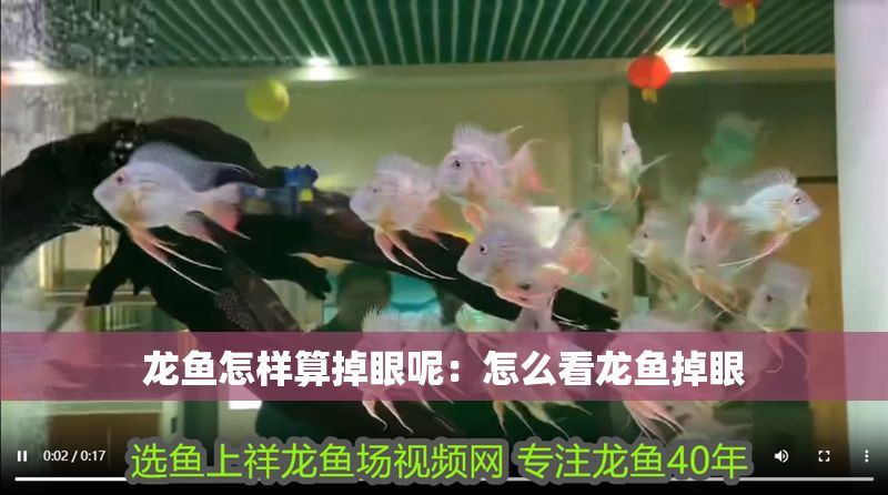 龍魚怎樣算掉眼呢：怎么看龍魚掉眼