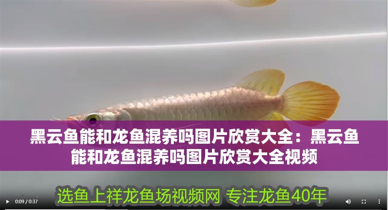 黑云魚能和龍魚混養嗎圖片欣賞大全：黑云魚能和龍魚混養嗎圖片欣賞大全視頻