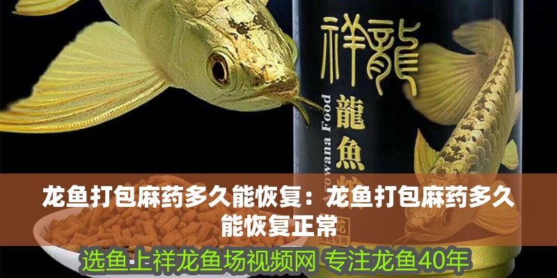 龍魚打包麻藥多久能恢復：龍魚打包麻藥多久能恢復正常