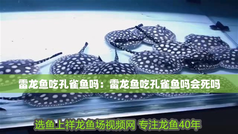 雷龍魚吃孔雀魚嗎：雷龍魚吃孔雀魚嗎會死嗎 雷龍魚吃孔雀魚嗎：雷龍魚吃孔雀魚嗎會死嗎 水族問答
