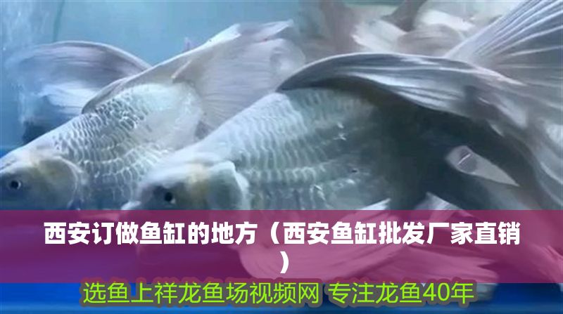 西安訂做魚缸的地方（西安魚缸批發廠家直銷）