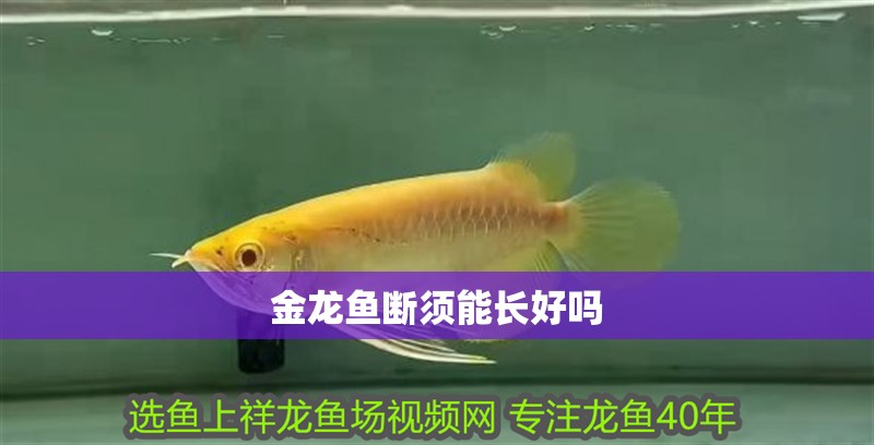 金龍魚斷須能長好嗎