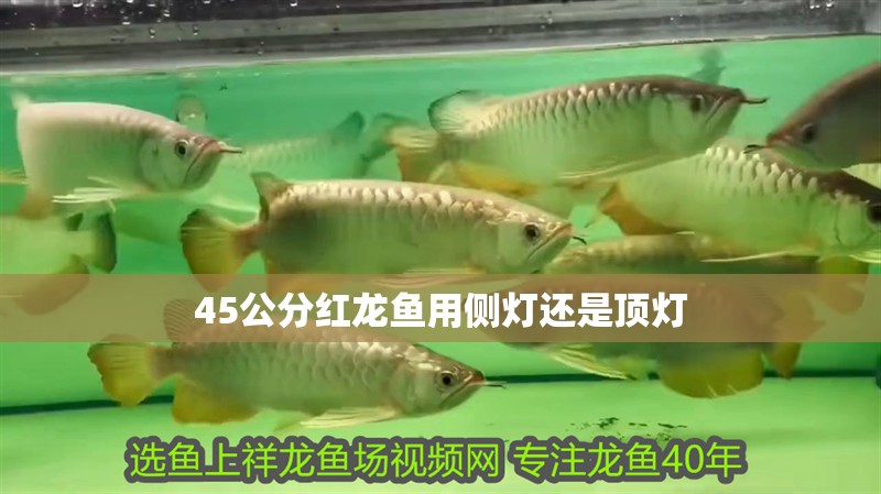 45公分紅龍魚用側(cè)燈還是頂燈
